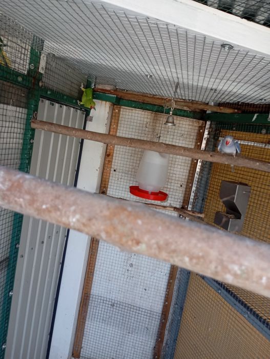 Por não ter espaço para formar mais casais tenho estas lindas aves para cedência com baixa de preço.