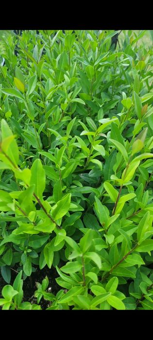 Ligustr zimozielony atrovirens sadzonki