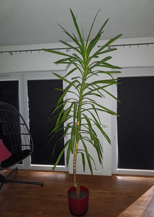 Juka yucca kwiat