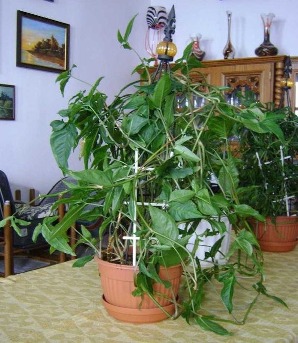 Domowa strzałka - zroślicha - Syngonium angustatum - osobisty