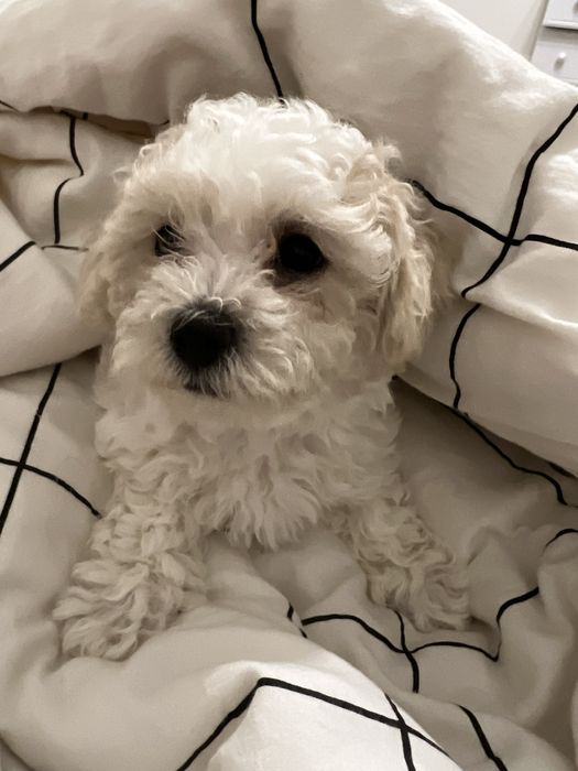 Продам  цуценя породи бішон фрізе