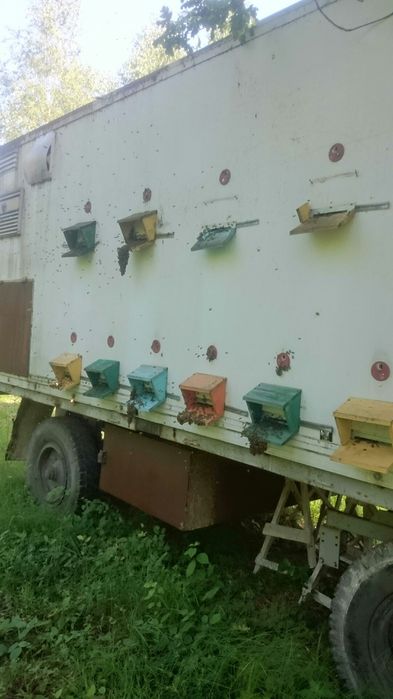 Пасіка в лісі, Бджолопавільйони, вулики, бджоли, вагончик