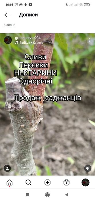 Саджанці плодових та декоративних дерев кущі ягід та штамбові рослини