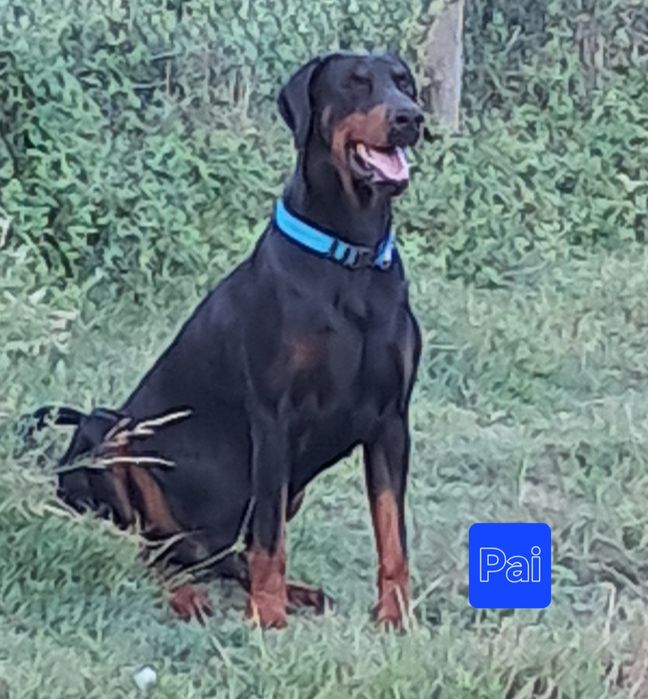 Excelente Dobermann europeu com Lop/pedegree