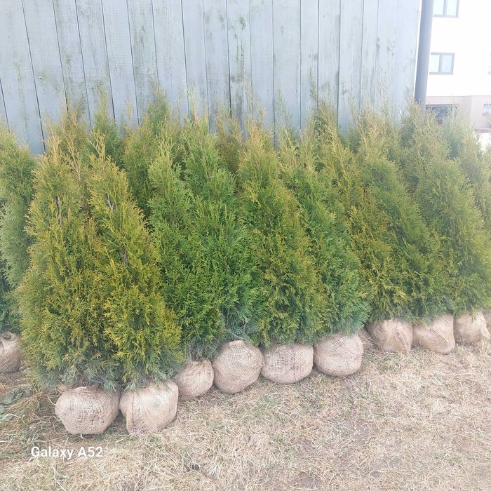 TUJA SZMARAGD od 80 do 130 cm TANIO