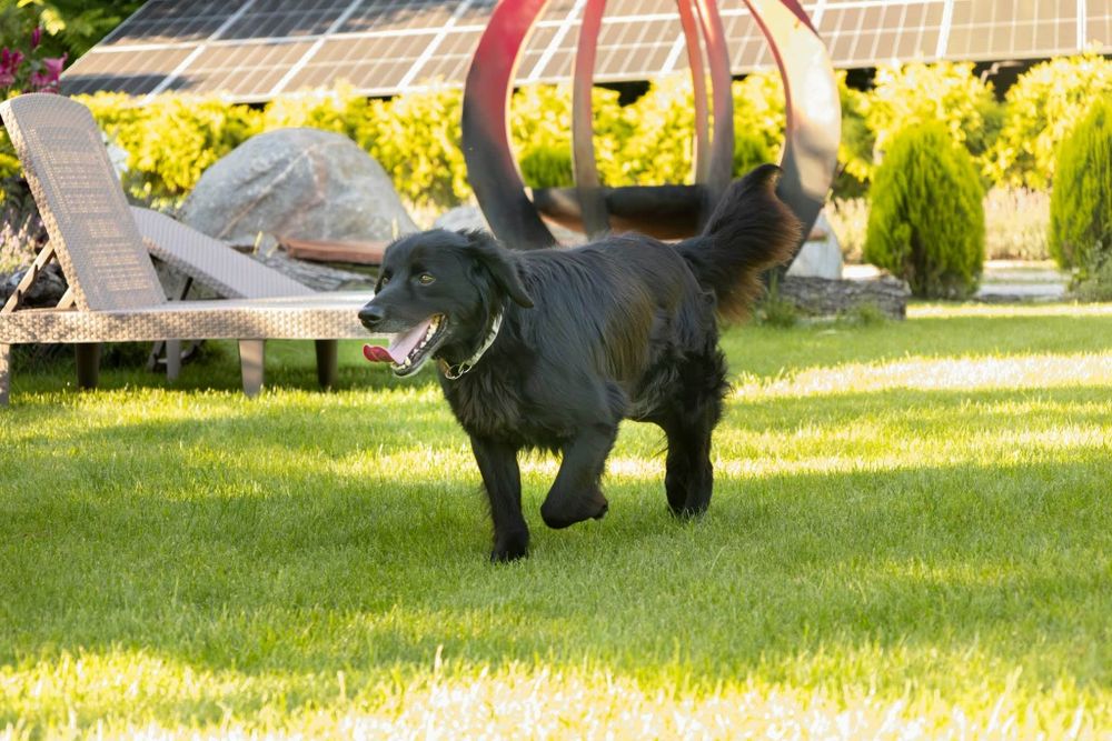 Flat Coated Retriever.