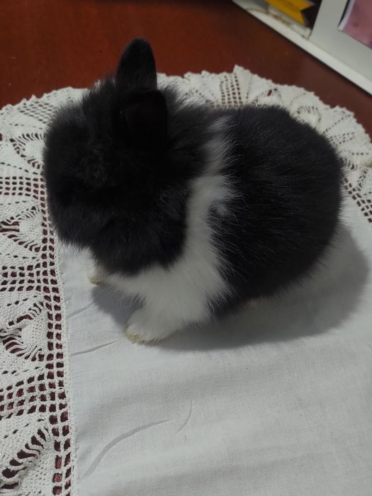 Coelho anao muito fofinhos