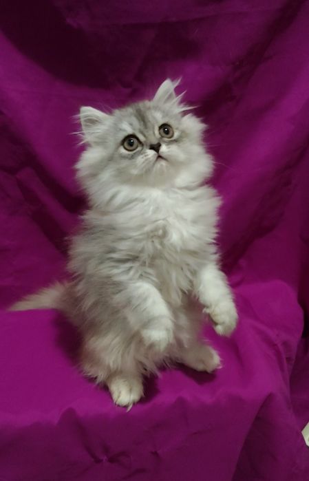 пепельного серого котёнка серебристую шиншиллу