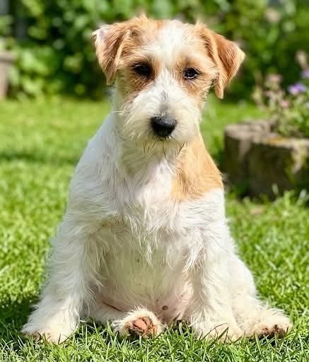 Jack Russel Terrier UKU-FCI