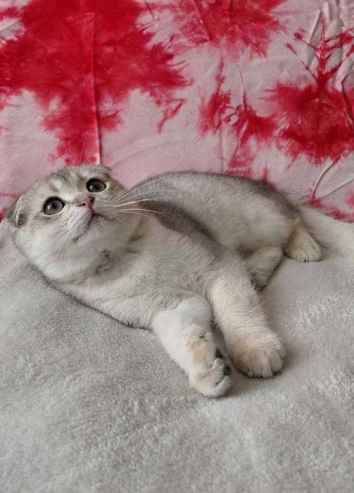 Шотландский вислоухий котик в окрасе голубое золото ау11