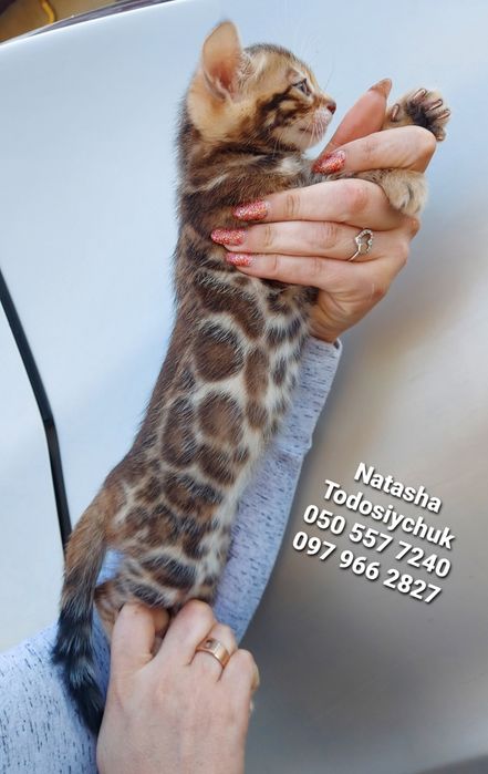 Високопородні бенгальські Кошенята
