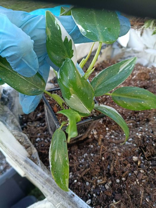 philodendron white wizard-sadzonki mniejsze