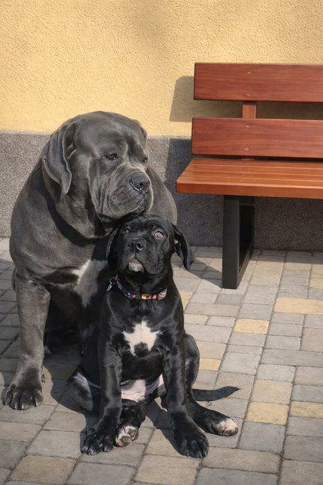 Щенки кане корсо вiд батькiв чемпiонiв