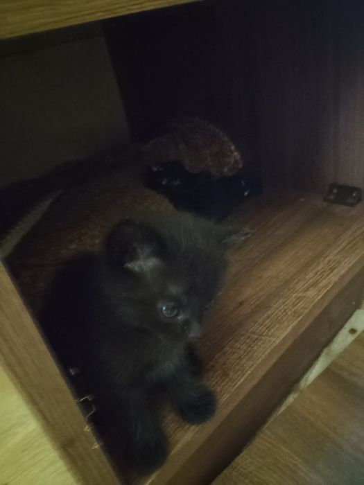 Кошенята,  дівчатка в хороші руки