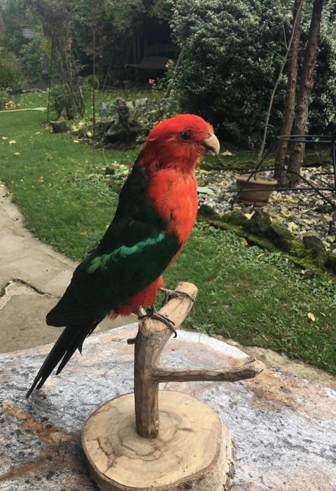 Papuga z hodowli taksydermia