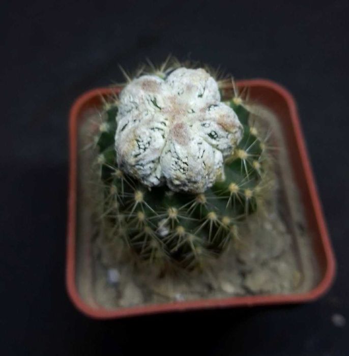 Кактуси і насіння