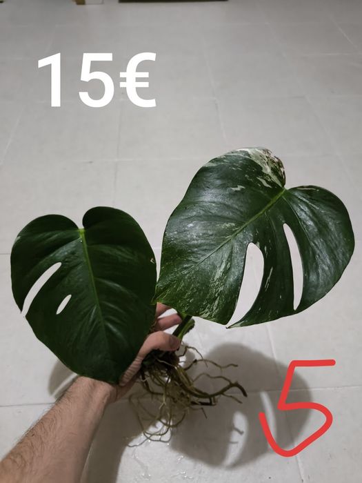 Cutings de monstera albo variegata