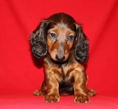 Teckel pelo comprido MINIATURA