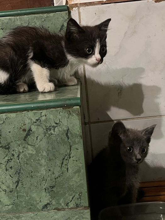 Кошенята Безкоштовно