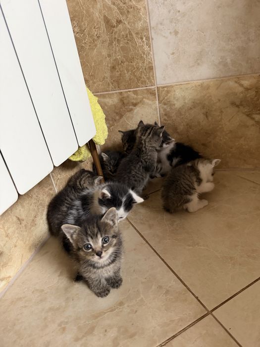 11 kociaków szuka kochających domków