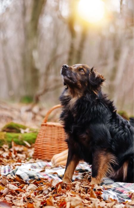 Віддам безкоштовно в добрі руки