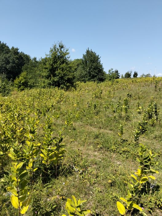 Продається земельна ділянка с. Новосілки