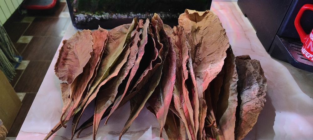 Листки кепатанга індійський мигдаль