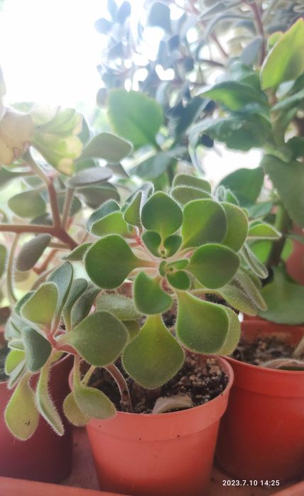 Кактус портулацея аіхризон різдвяник сансевієрія хані калвнхое