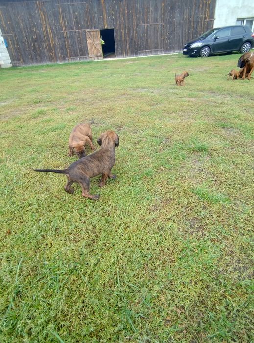 Oddam psy catahoula leopard dog