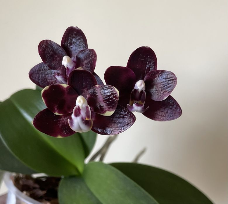 Фаленопсис Нацумес Берри (Natsumes Berry) с цетоносом