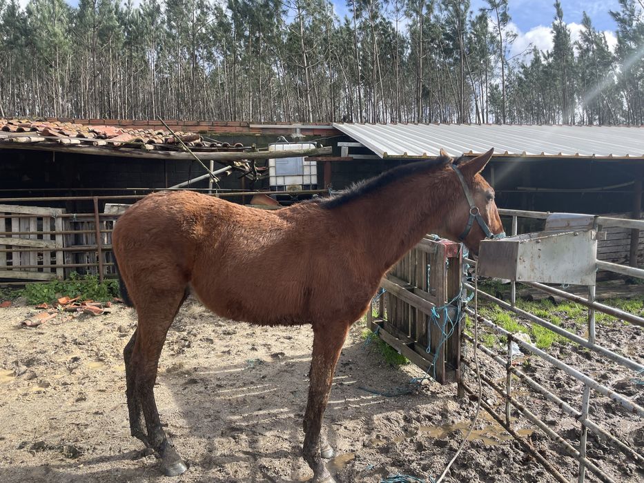 Vendo poldro lusitano