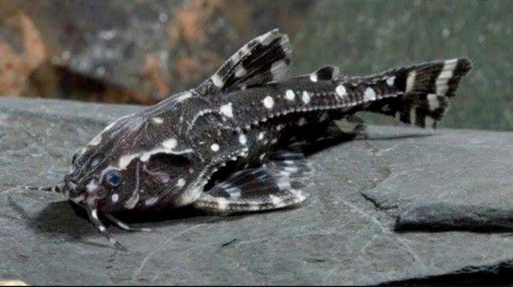 Agamyxis pectinifrons - Kirys grzebykoczelny - dowóz, wysyłka