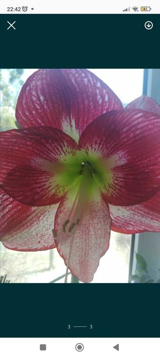 Гиппеаструм детки