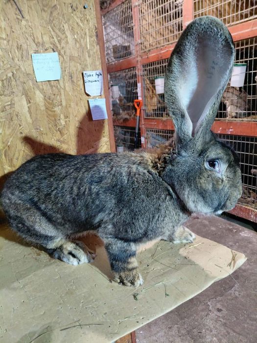 Olbrzym belgijski samce