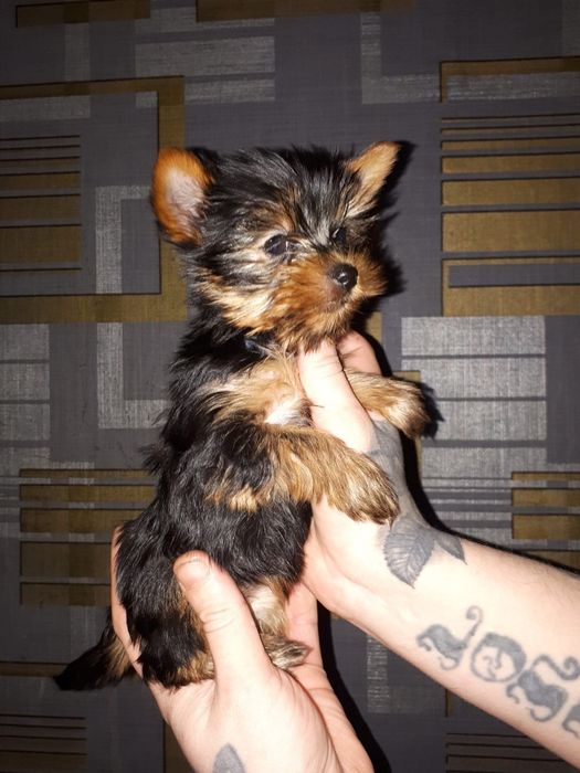 Минни девочка   24. 09. 25.