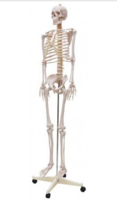 Esqueleto humano para estudo anatomia