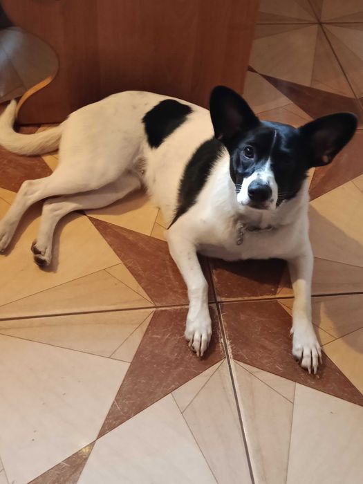 Luna szuka dobrego domu