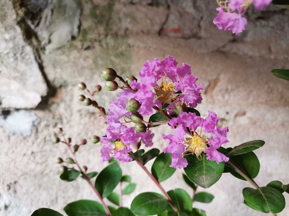 Pré-Bonsai de "Lagerstroemia Indica" *2  - *VENDA URGENTE (DESOCUPAR)*