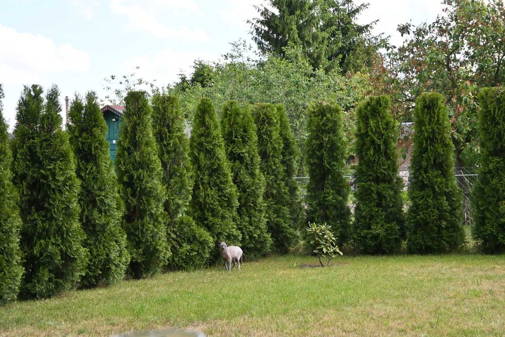 Wyposażona działka ROD  - Zduńska Wola - Karsznice - 320m Domek Murowany