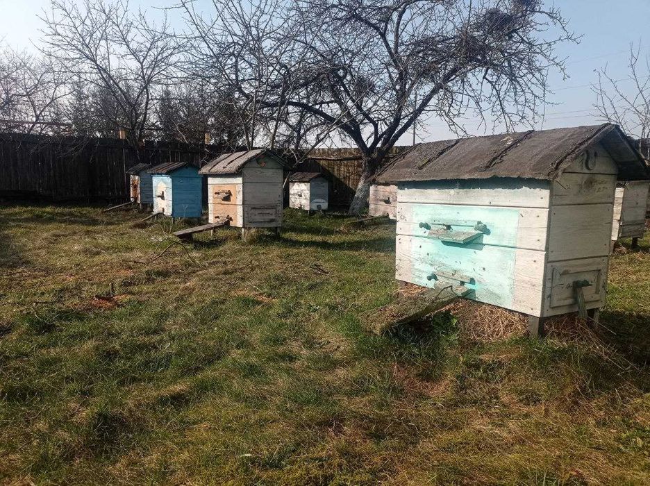 Вулики із рамками