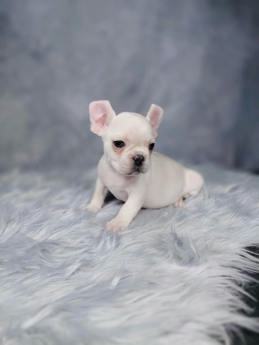 Buldog Francuski Piesek
