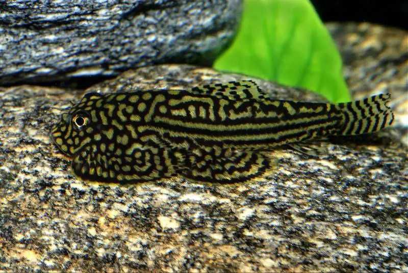 Sewellia lineolata przylga siatkowana. Cetarius