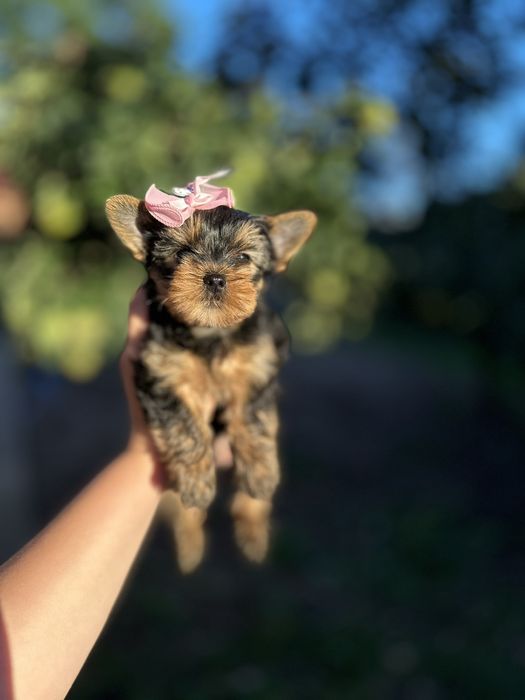 Цуценята йорка – маленькі клубочечки щастя
