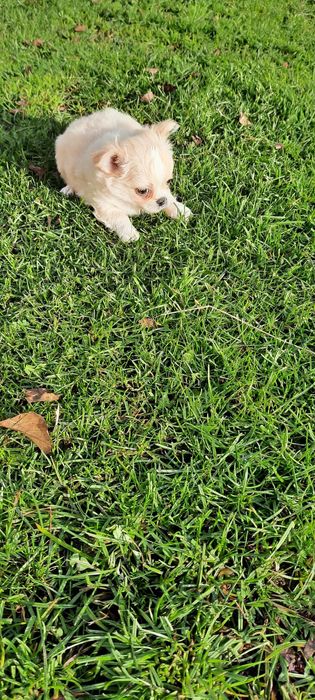 Piesek chihuahua długowłosy