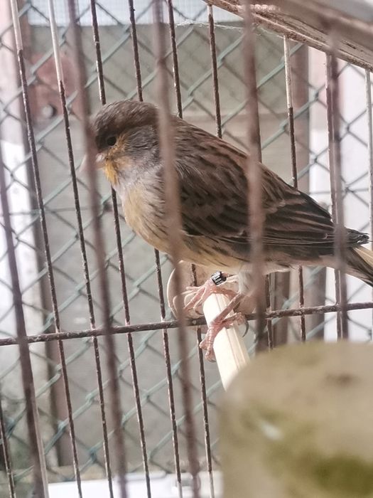 Vendo 2 machos Canários