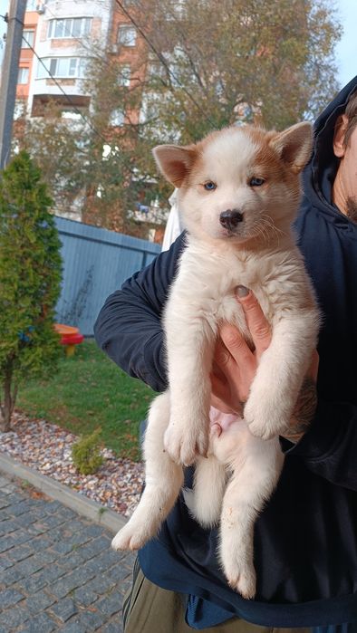 Хлопчик!  Дівчина! Продаж !