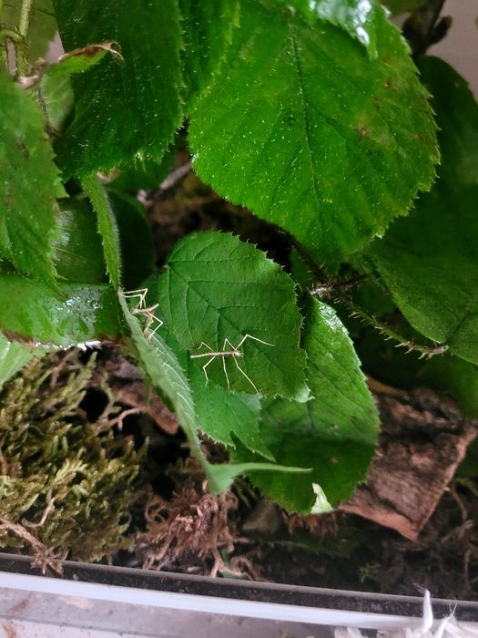 Młode Lonchodiodes Ilocos