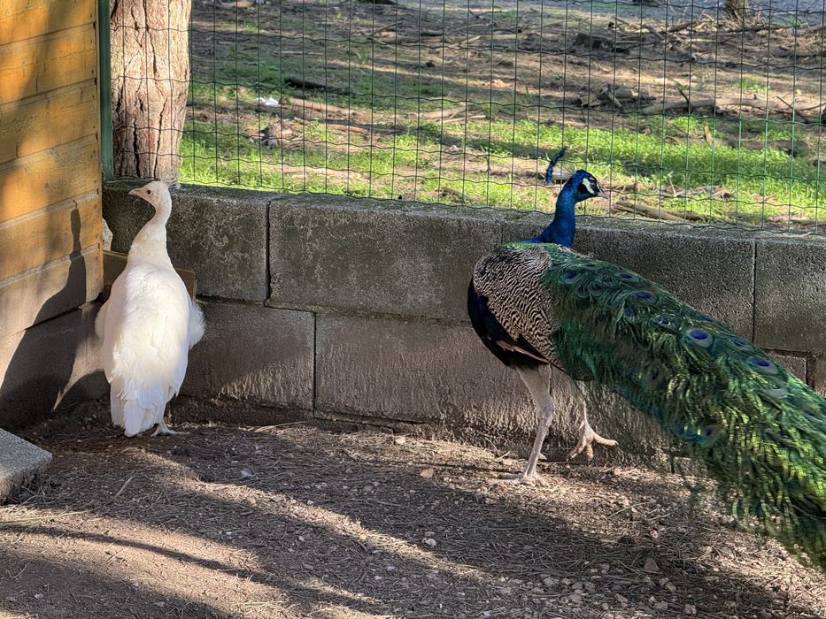 Pavões macho e fêmea