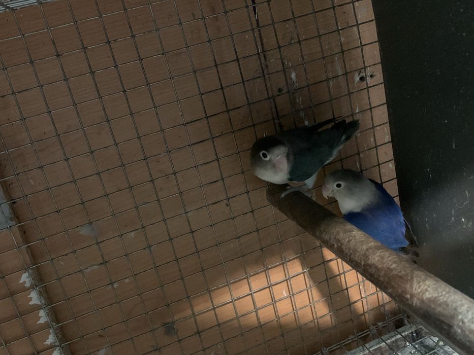 Alguns agapornis disponiveis
