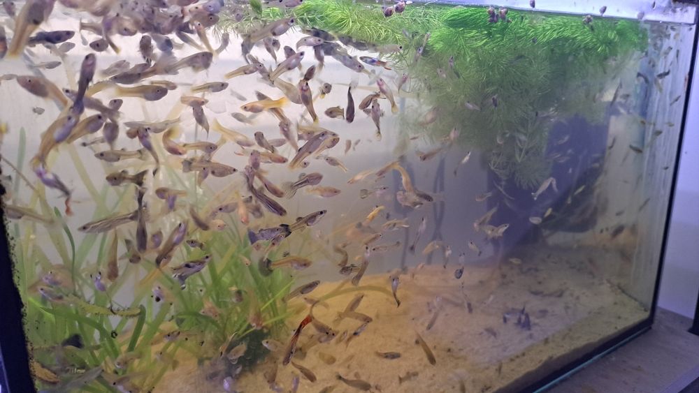 Gupik gupiki mix pakiet 30szt